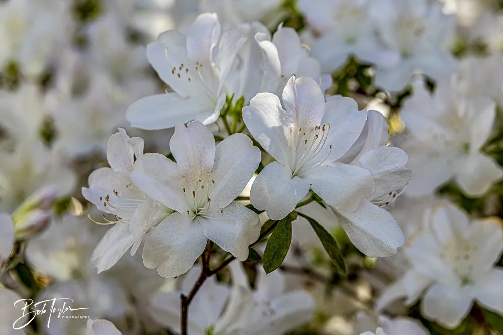 20250326-Walk Around -31.jpeg