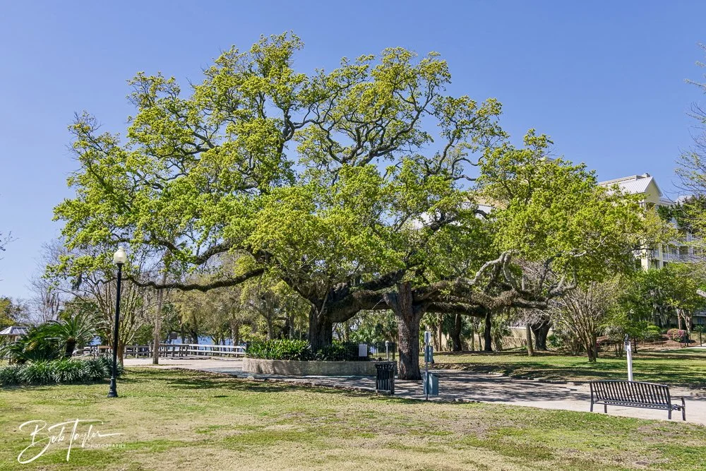 20250326-Walk Around -57.jpeg