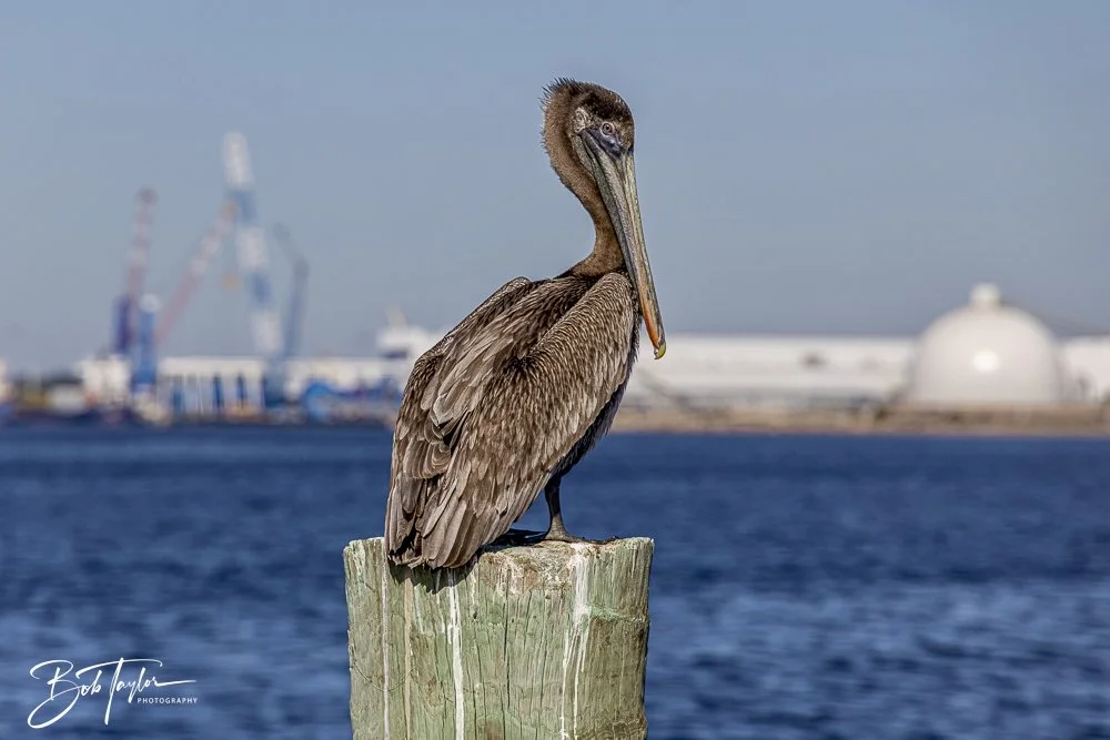 20250326-Walk Around -25.jpeg