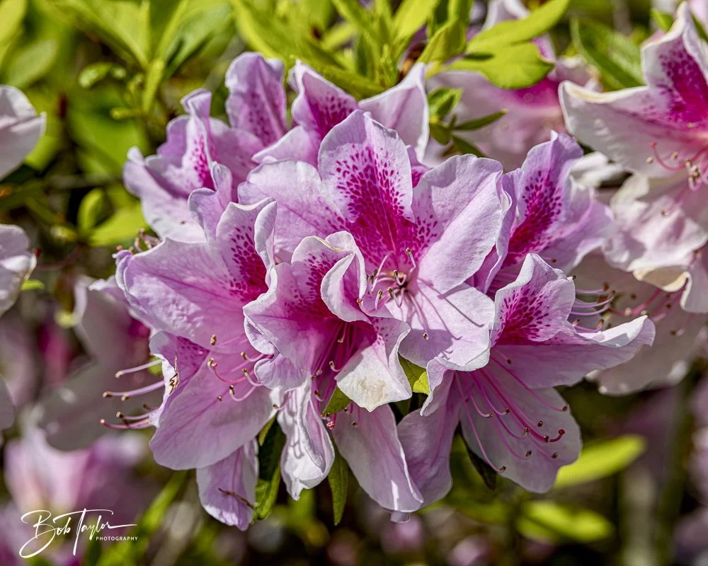 20250326-Walk Around -39.jpeg