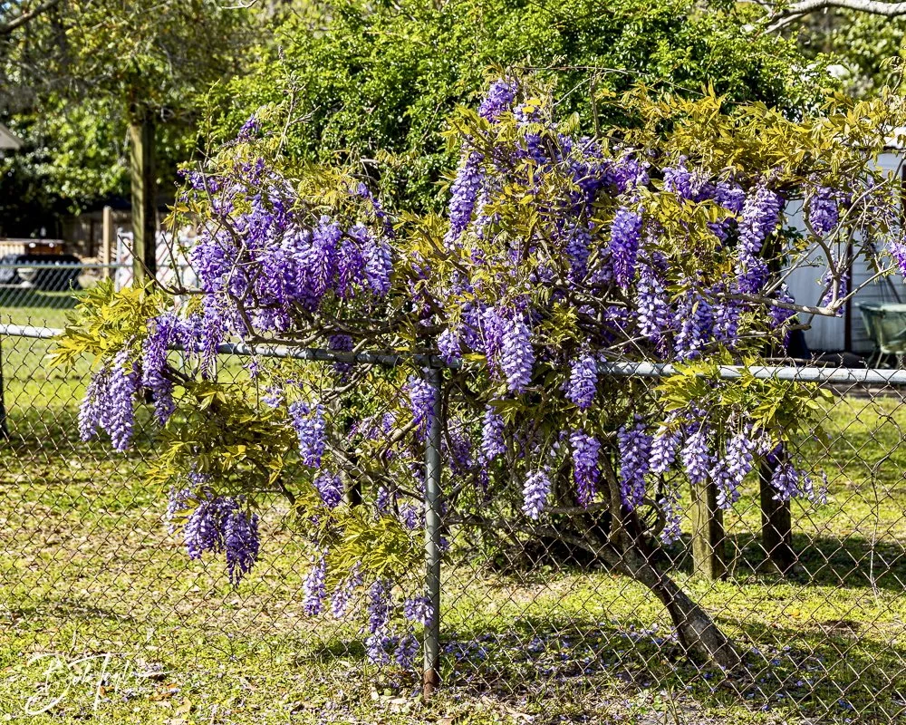 20250326-Walk Around -44.jpeg