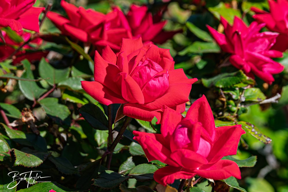 20250427-Houses -55.jpg