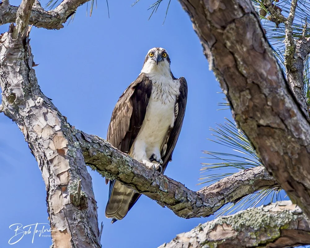 20250326-Walk Around -40.jpeg