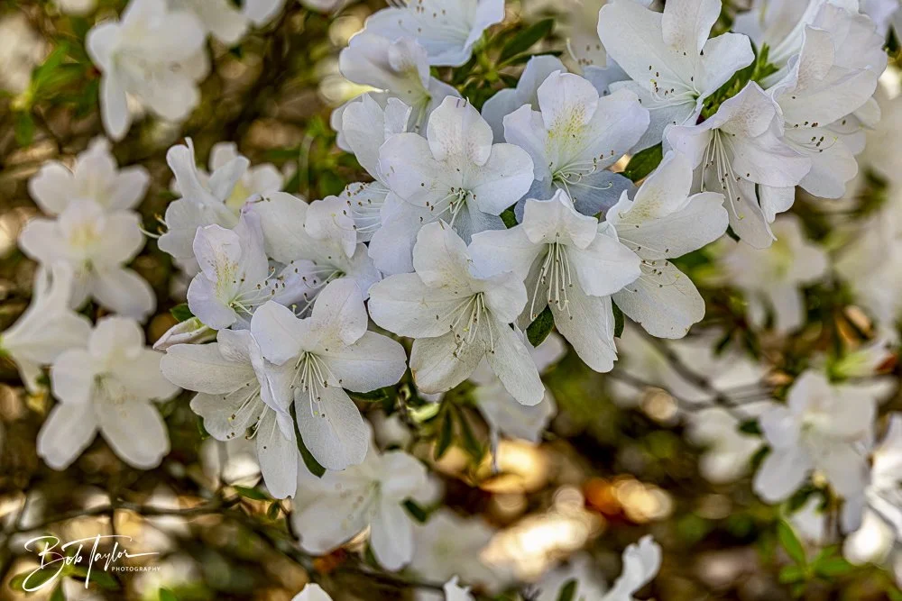 20250326-Walk Around -30.jpeg