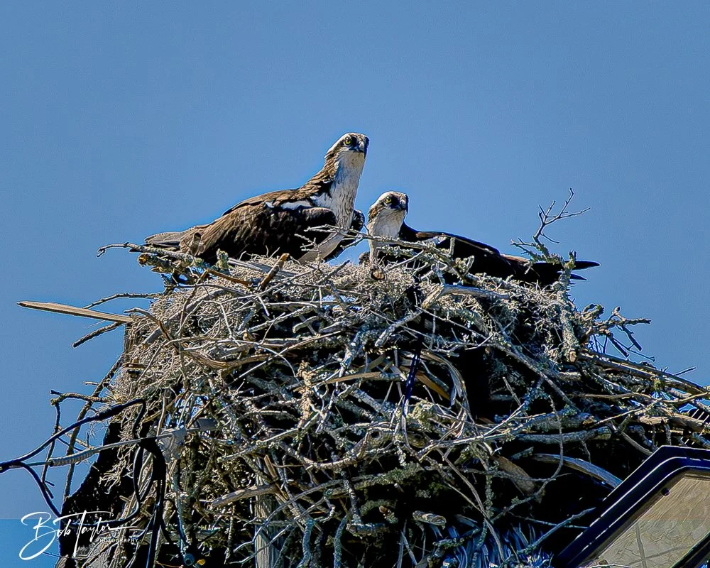 20250326-Walk Around -50.jpeg