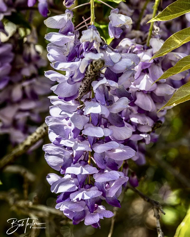 20250326-Walk Around -37.jpeg