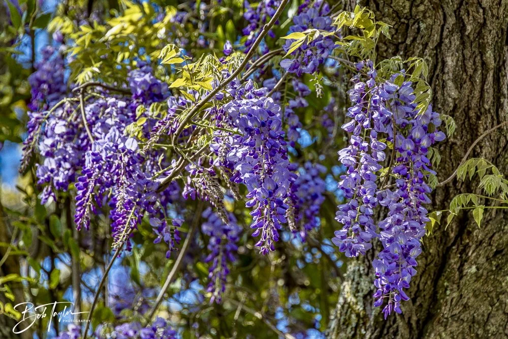 20250326-Walk Around -42.jpeg