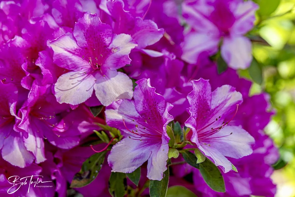 20250326-Walk Around -35.jpeg