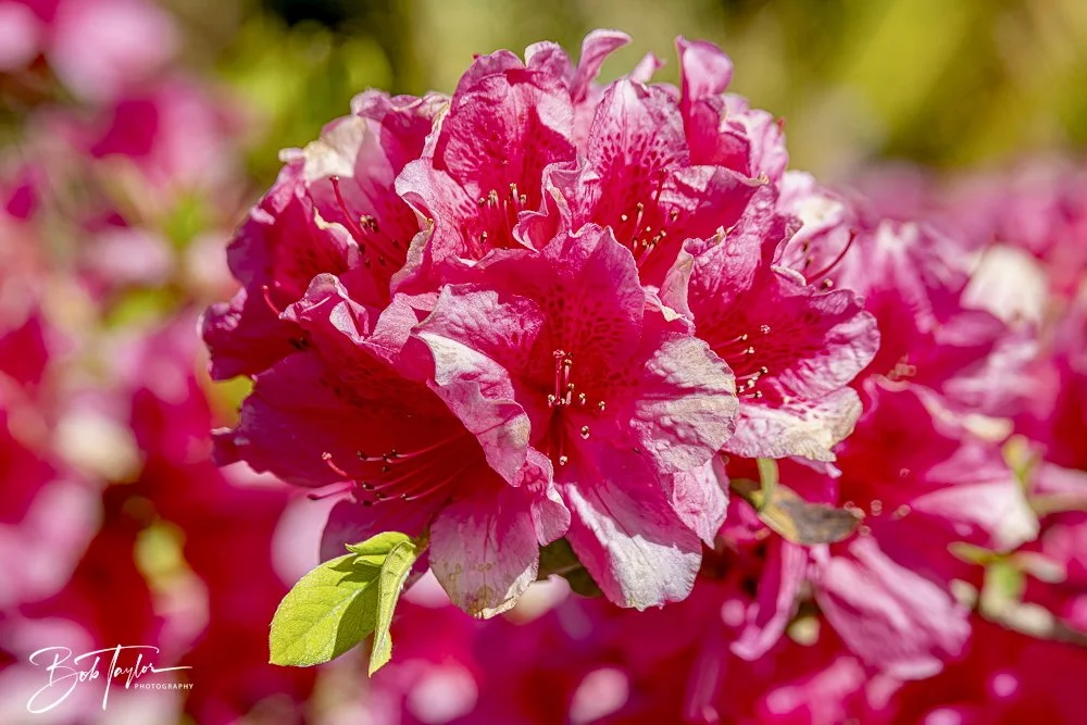 20250326-Walk Around -33.jpeg