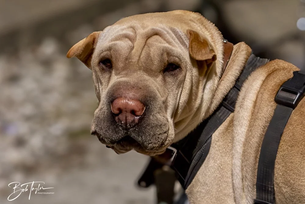 20250214-The Dive Mind Plays -31.jpeg