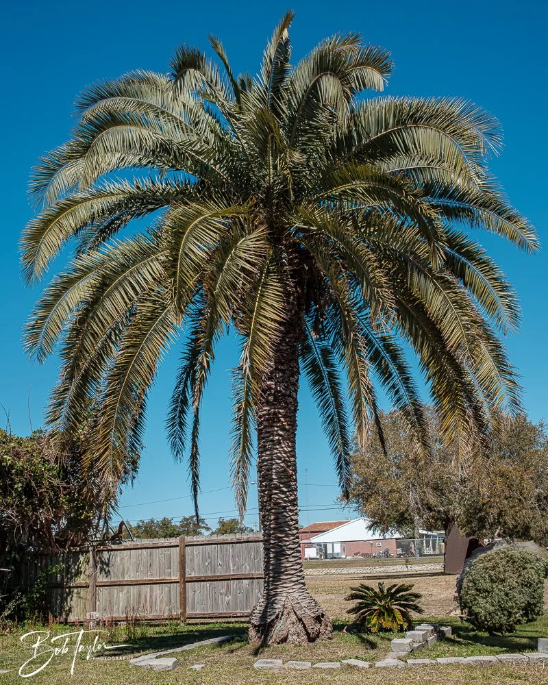 20250228-Photo Walk -14.jpg