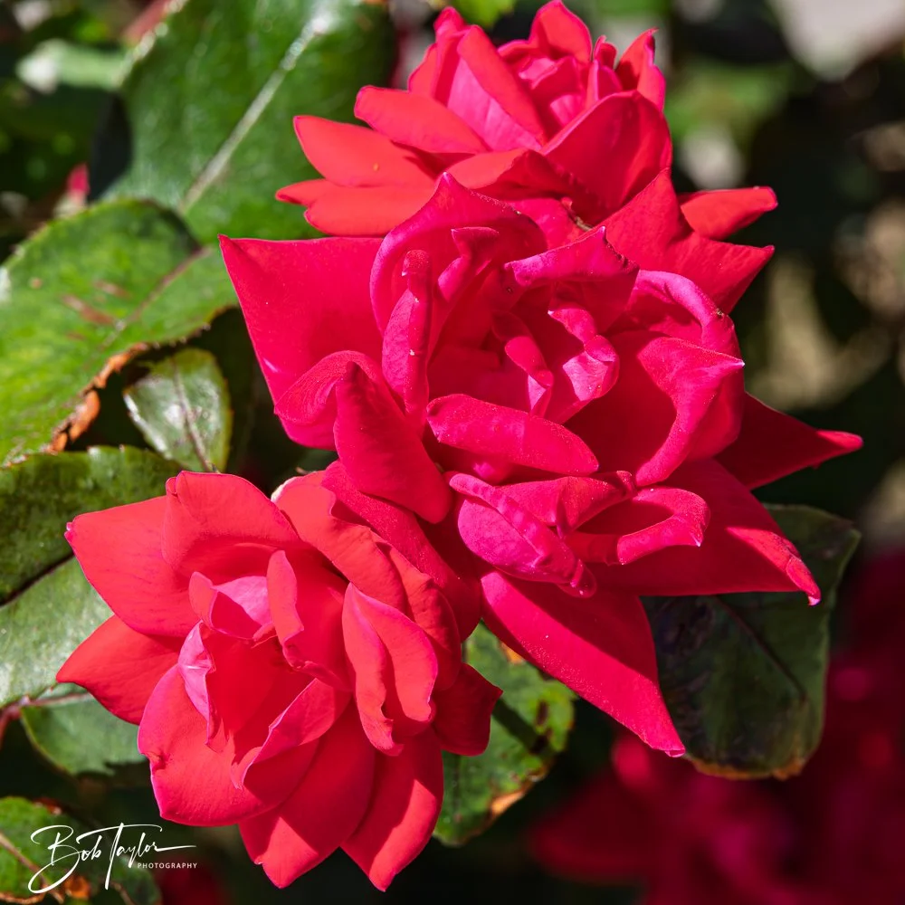 20250427-Houses -57.jpg