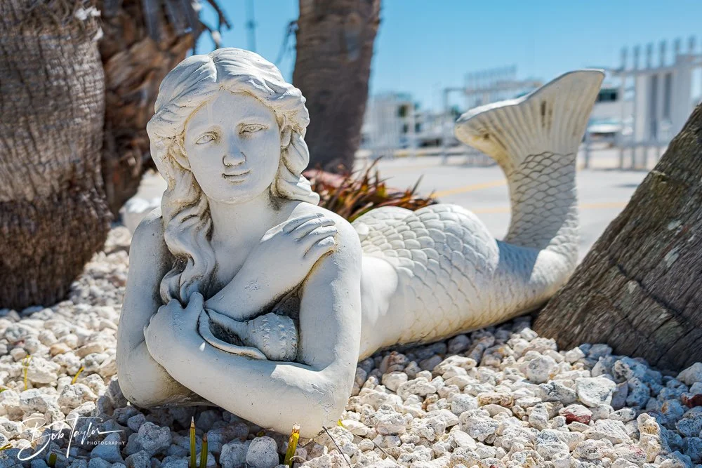 20250228-Photo Walk -1.jpg