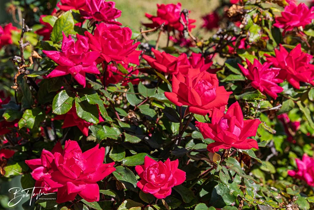 20250427-Houses -56.jpg