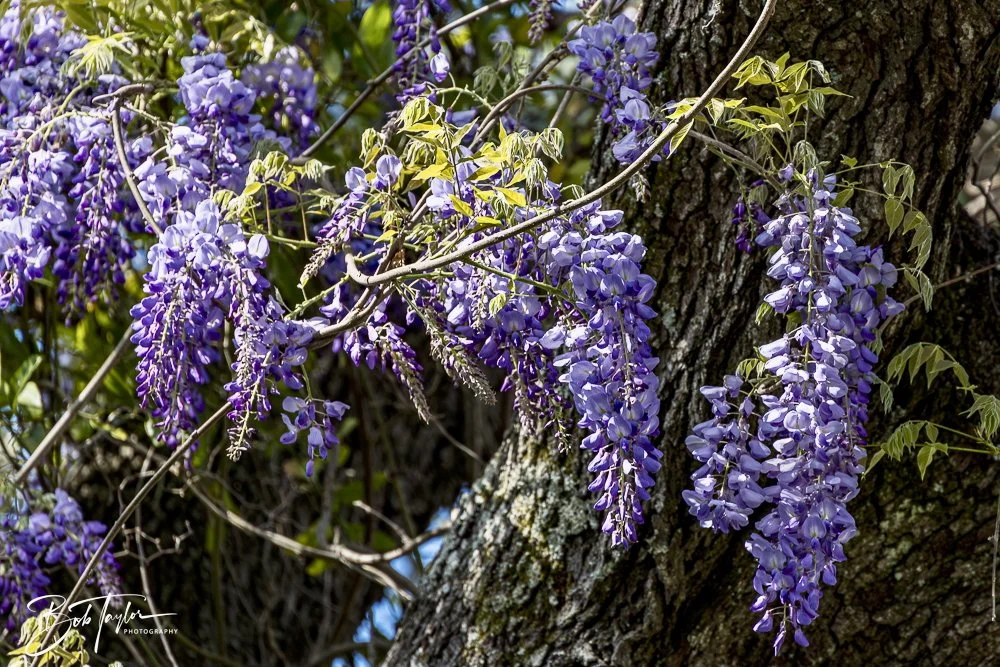 20250326-Walk Around -43.jpeg