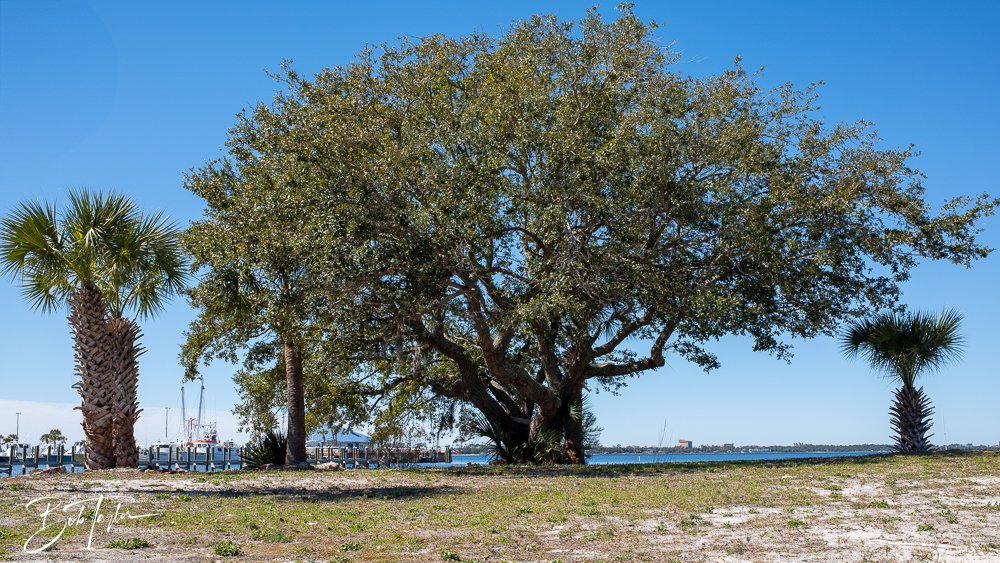 20250228-Photo Walk -8.jpg