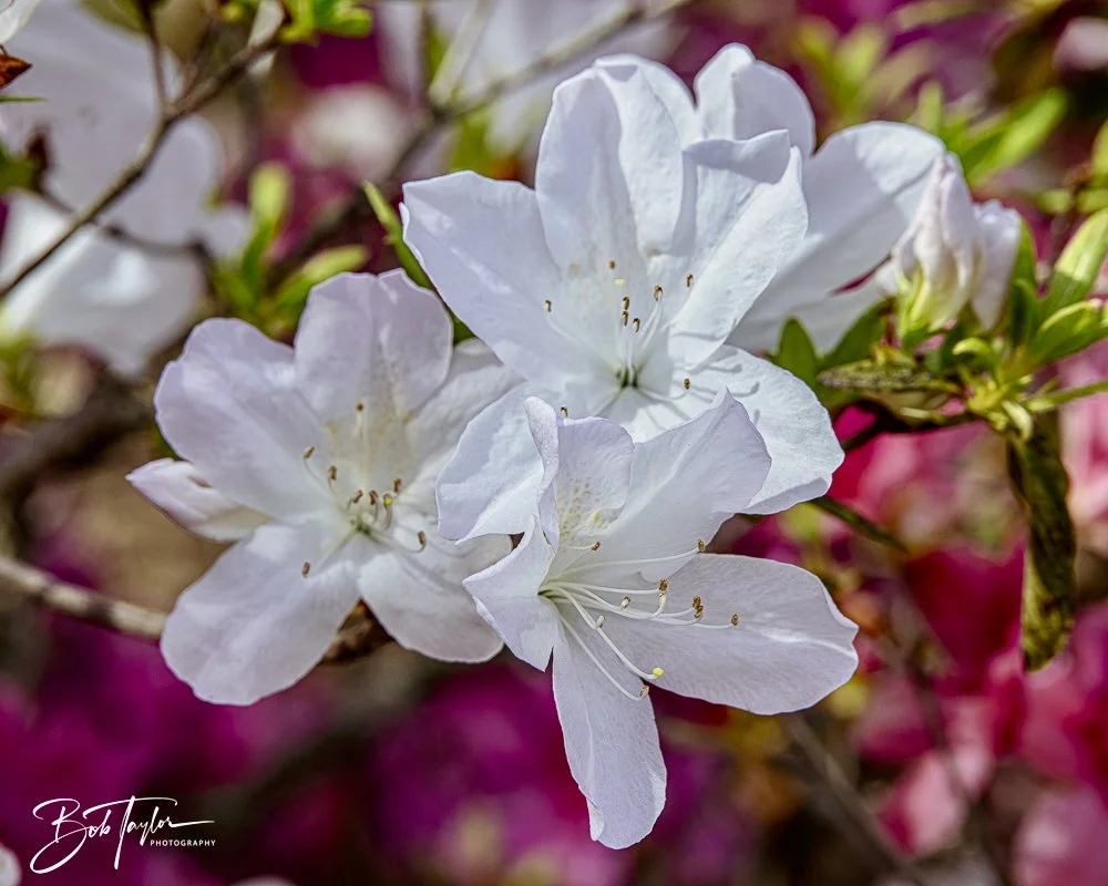 20250326-Walk Around -41.jpeg