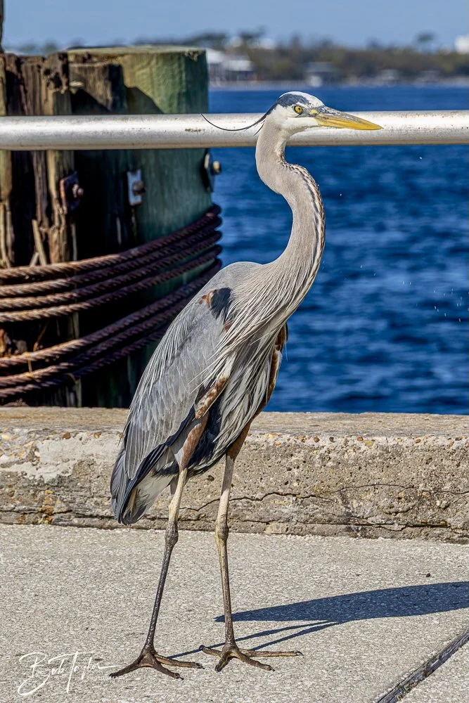 20250326-Walk Around -24.jpeg