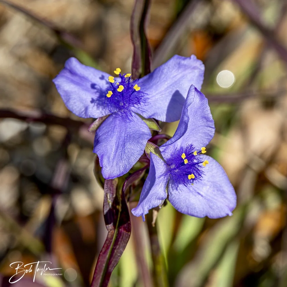 20250326-Walk Around -36.jpeg