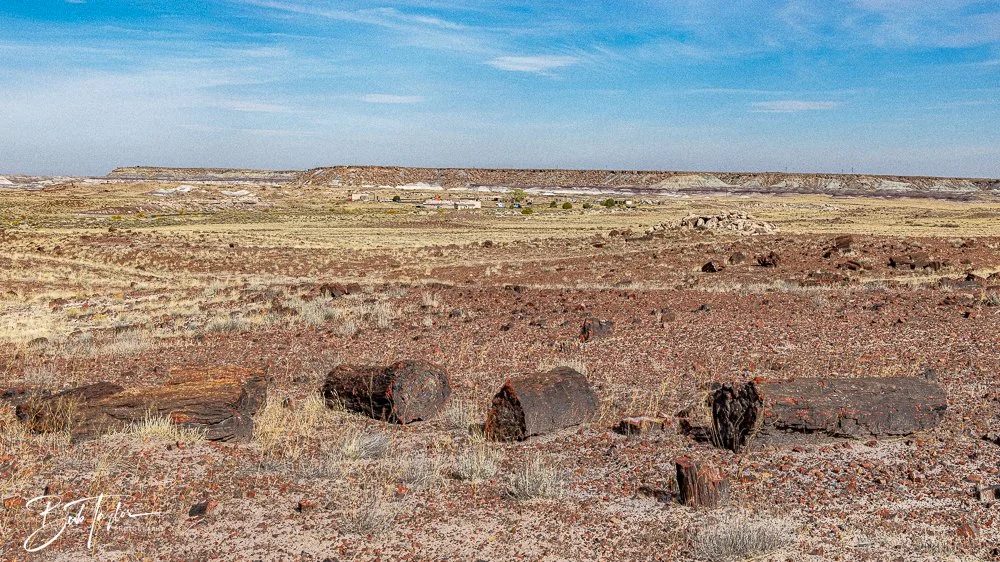 20241027-Petrified Forest -35.jpg