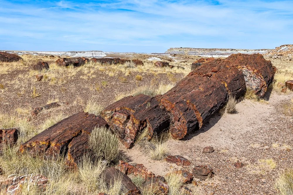 20241027-20241027-Petrified Forest -43-2.jpg