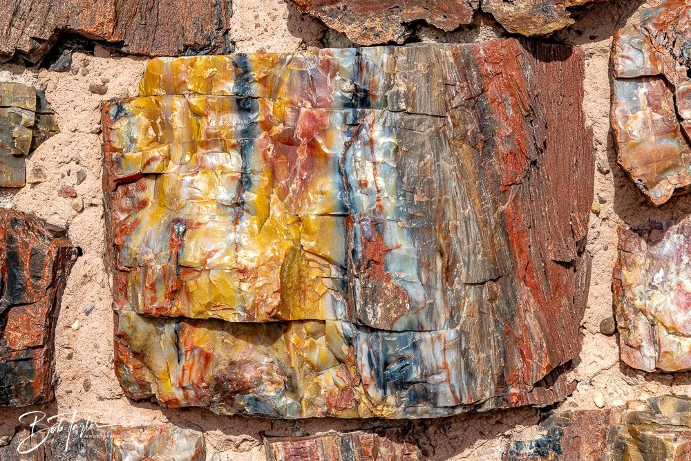 20241027-20241027-Petrified Forest -30-2.jpg