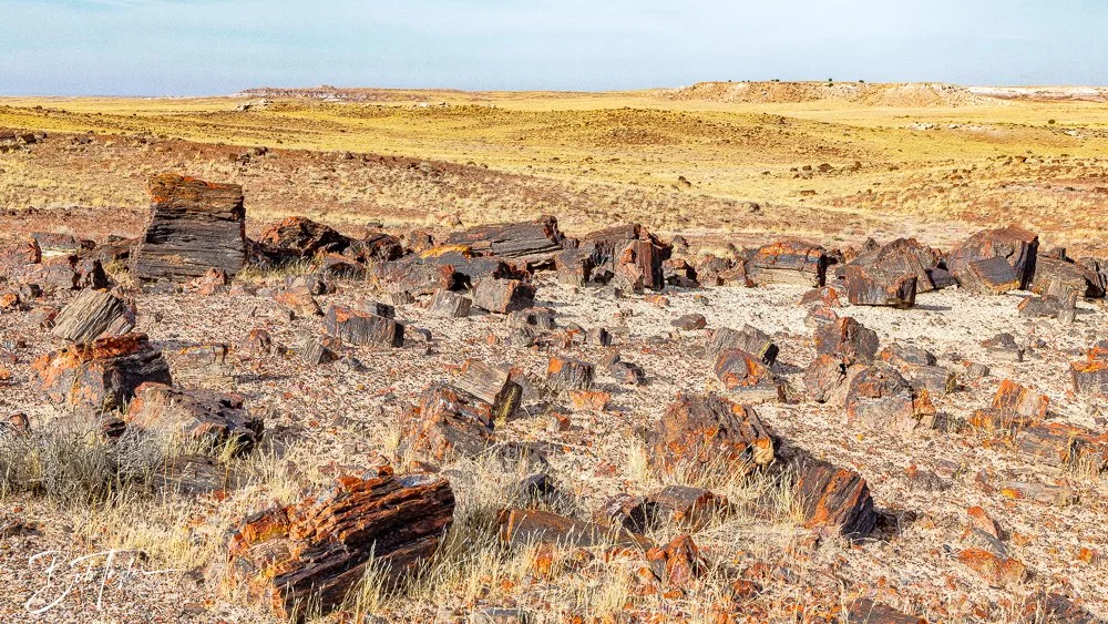20241027-20241027-Petrified Forest -19-2.jpg