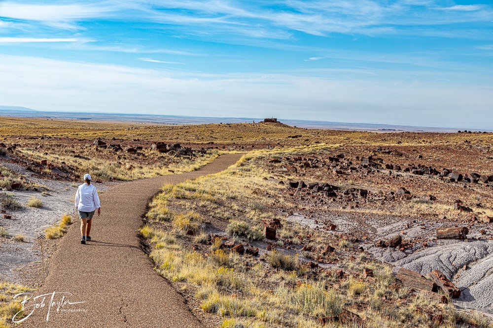 20241027-20241027-Petrified Forest -17-2.jpg