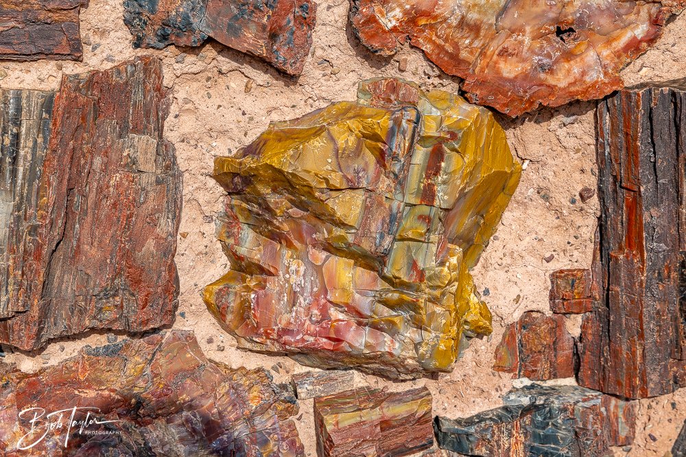 20241027-20241027-Petrified Forest -29-2.jpg