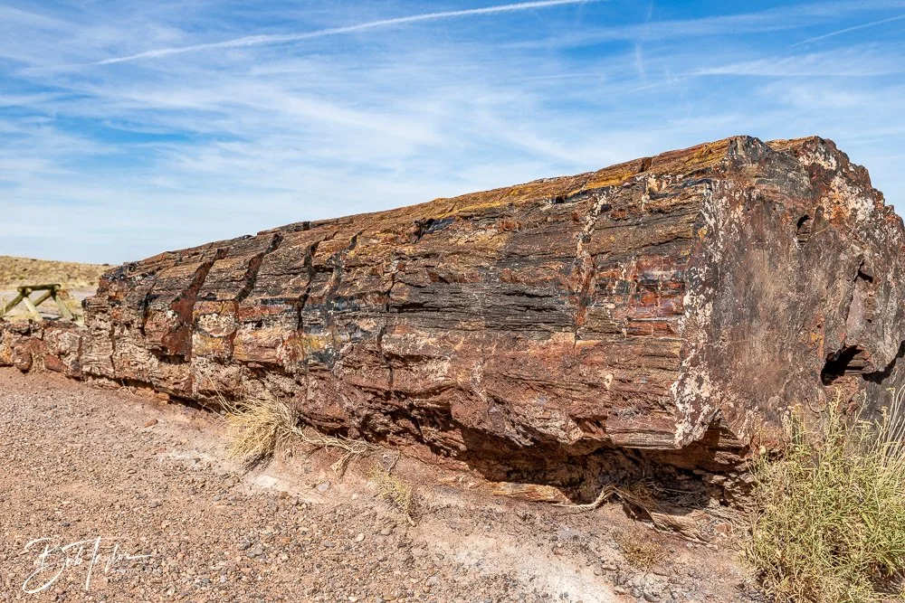 20241027-20241027-Petrified Forest -41-2.jpg
