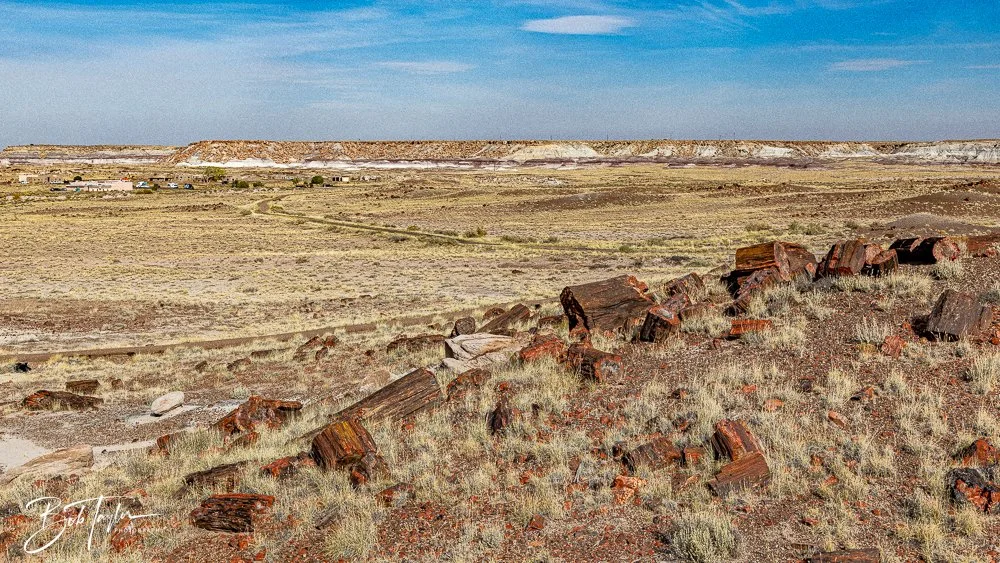 20241027-Petrified Forest -36.jpg