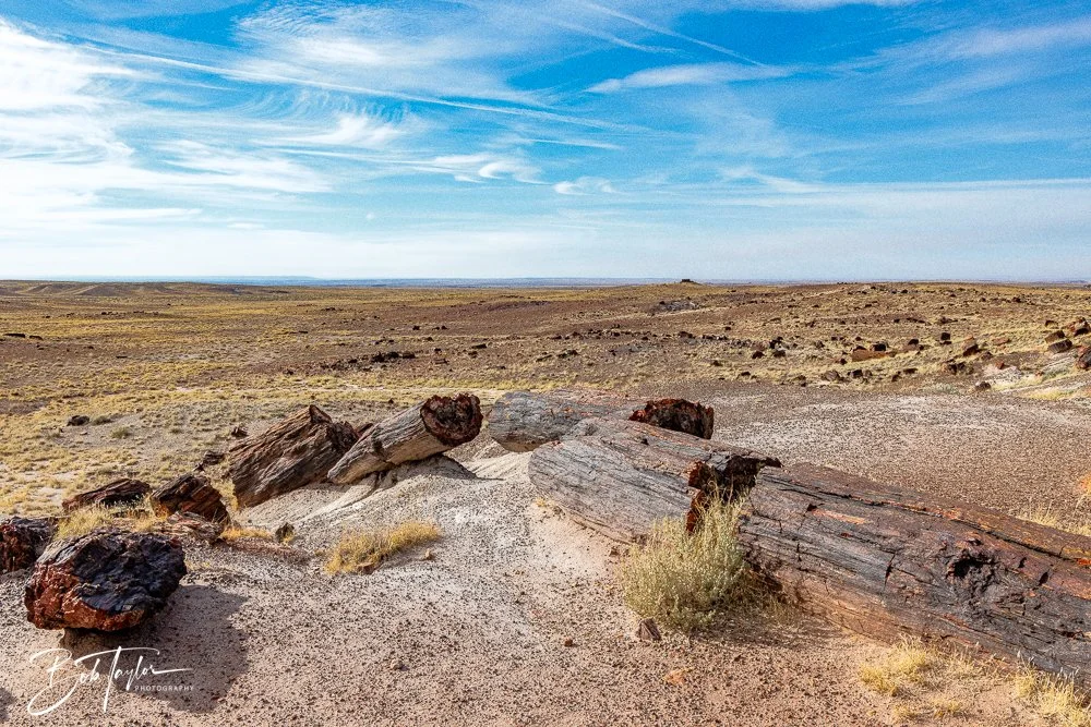20241027-20241027-Petrified Forest -37-2.jpg