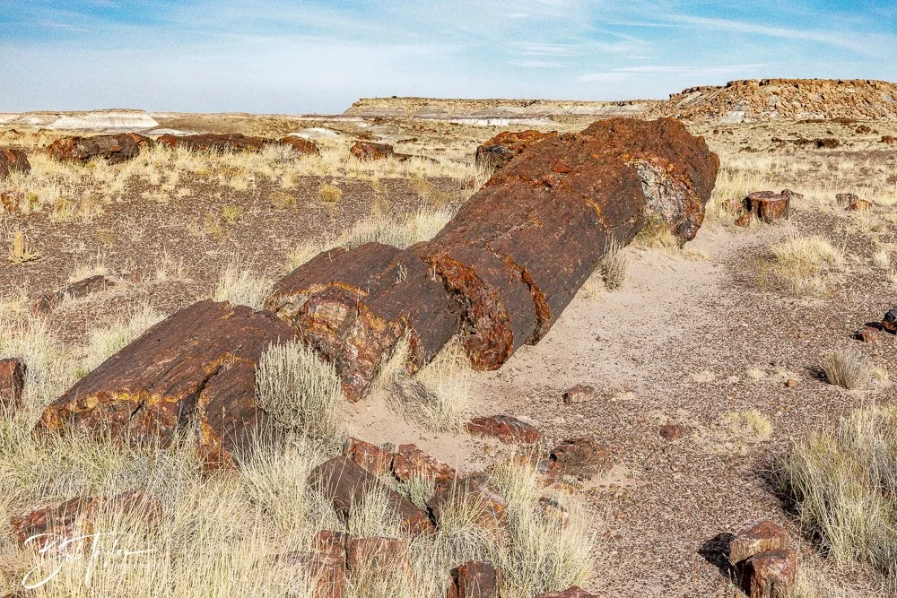 20241027-Petrified Forest -13.jpg