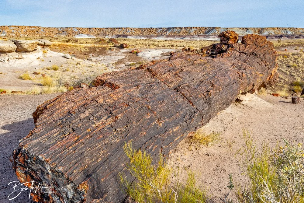 20241027-Petrified Forest -9.jpg