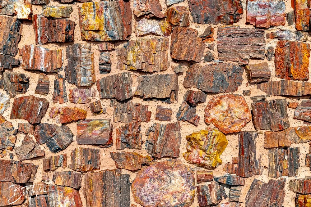 20241027-20241027-Petrified Forest -25-2.jpg