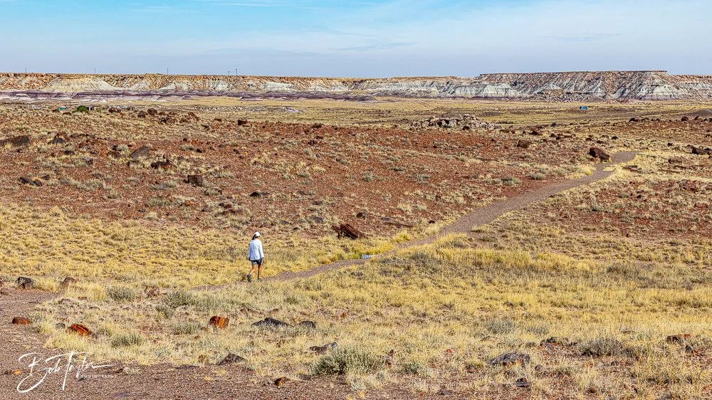 20241027-Petrified Forest -34.jpg