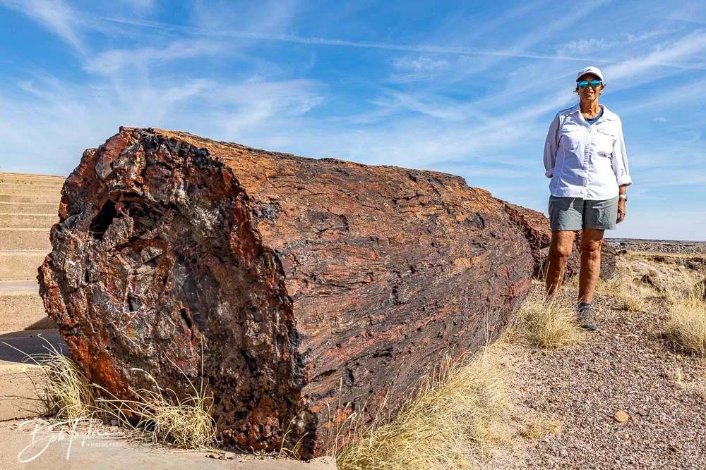 20241027-20241027-Petrified Forest -42-2.jpg
