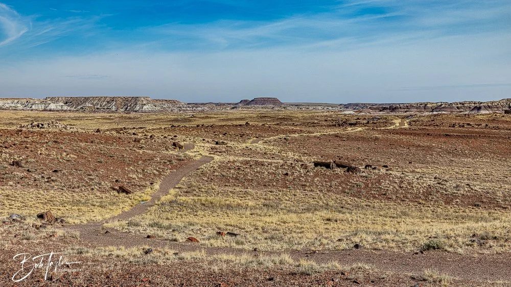 20241027-20241027-Petrified Forest -33-2.jpg