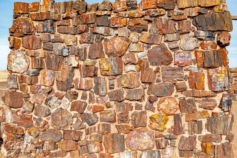 20241027-20241027-Petrified Forest -24-2.jpg