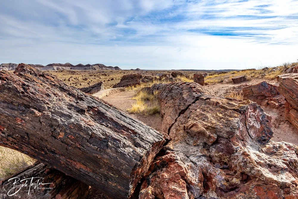 20241027-Petrified Forest -40.jpg