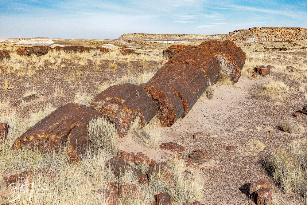 20241027-20241027-Petrified Forest -13-2.jpg
