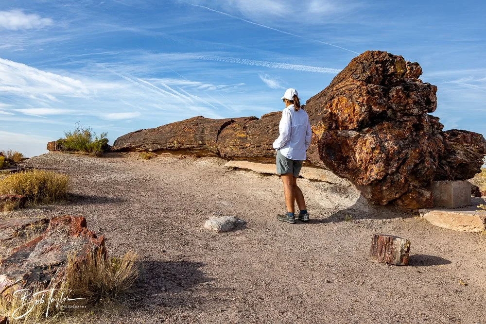 20241027-Petrified Forest -8.jpg