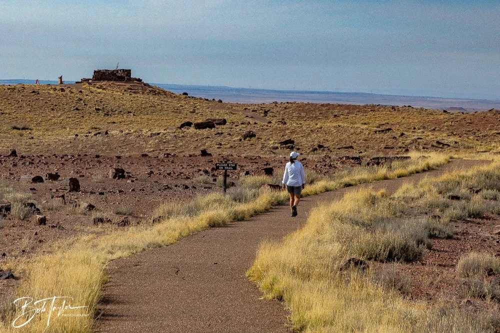 20241027-Petrified Forest -20.jpg