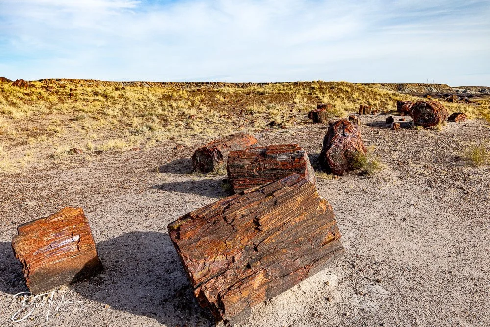 20241027-Petrified Forest -10.jpg