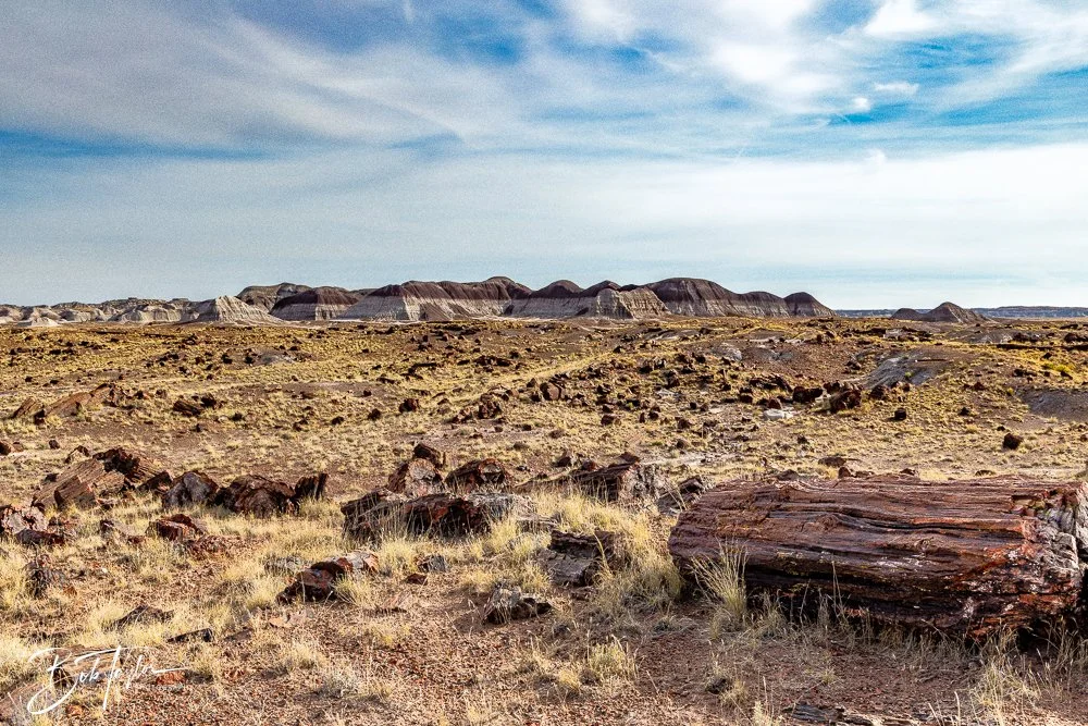 20241027-Petrified Forest -38.jpg