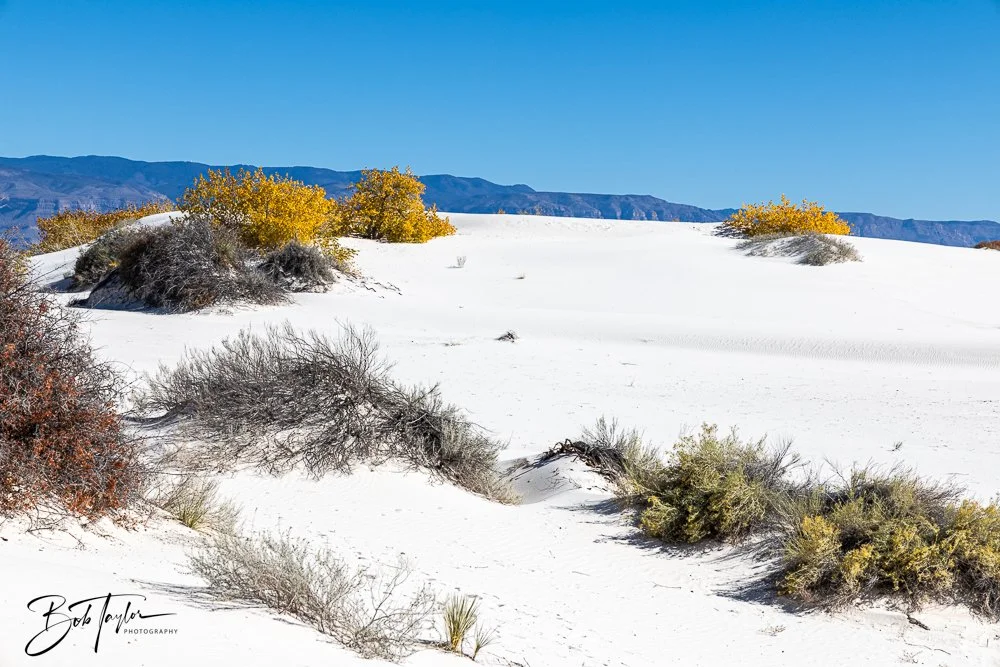 20241113-20241113-White Sands -37-2.jpg