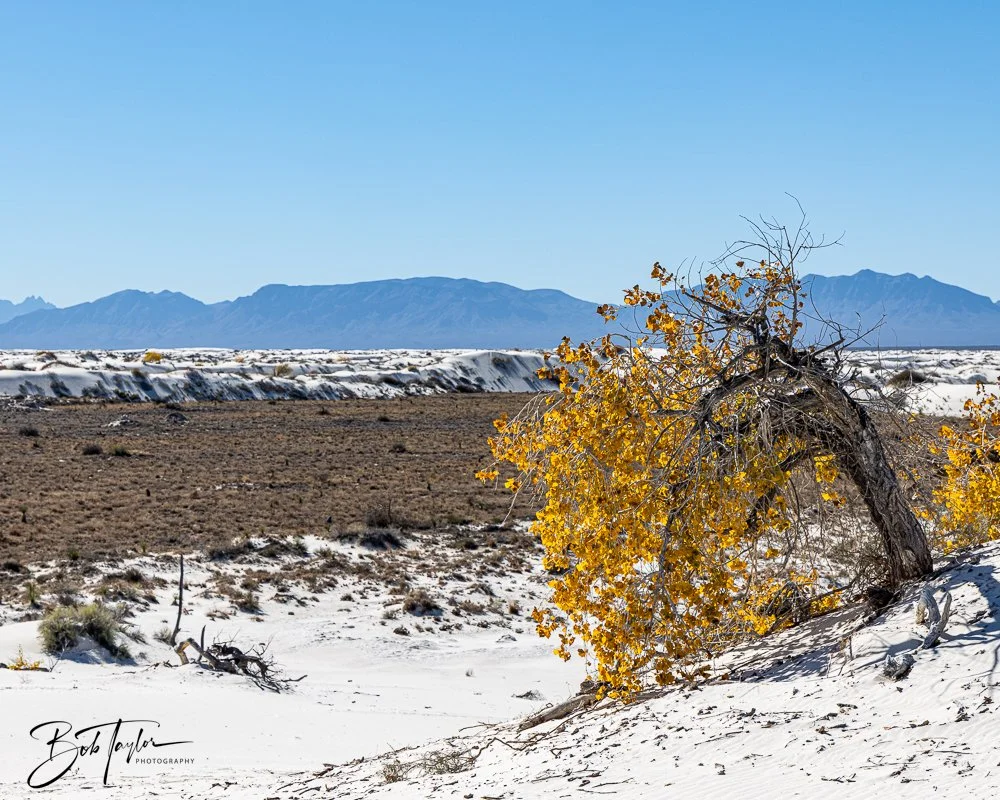 20241113-20241113-White Sands -41-2.jpg
