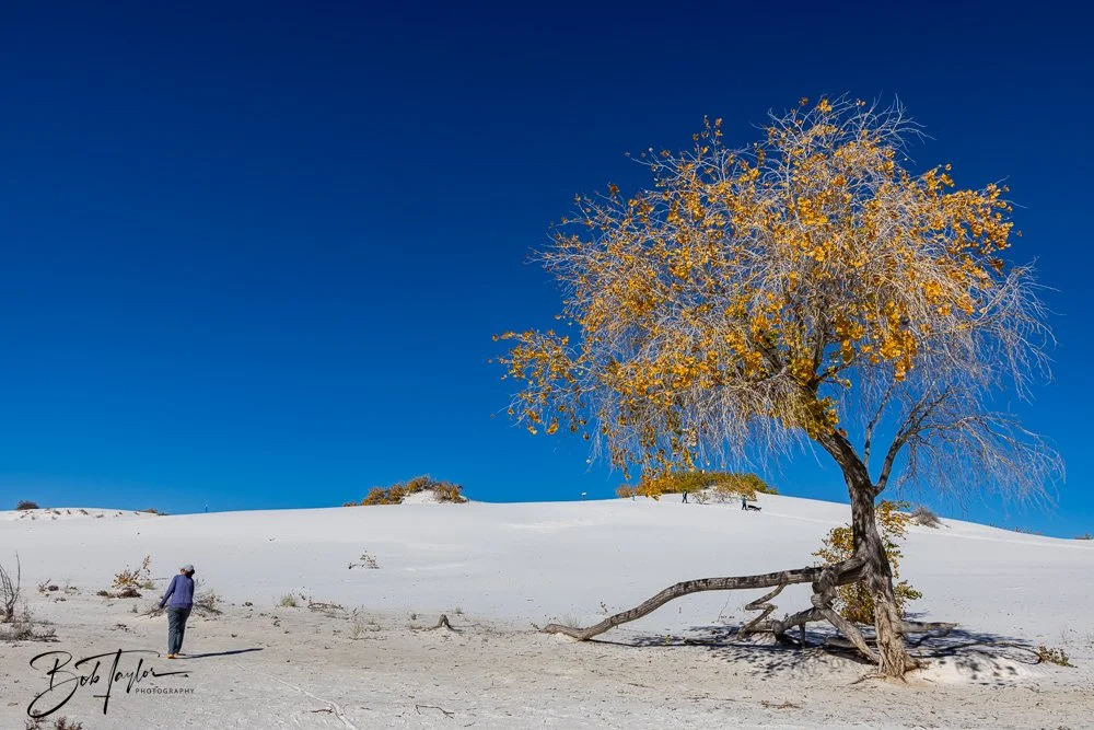 20241113-20241113-White Sands -40-2.jpg