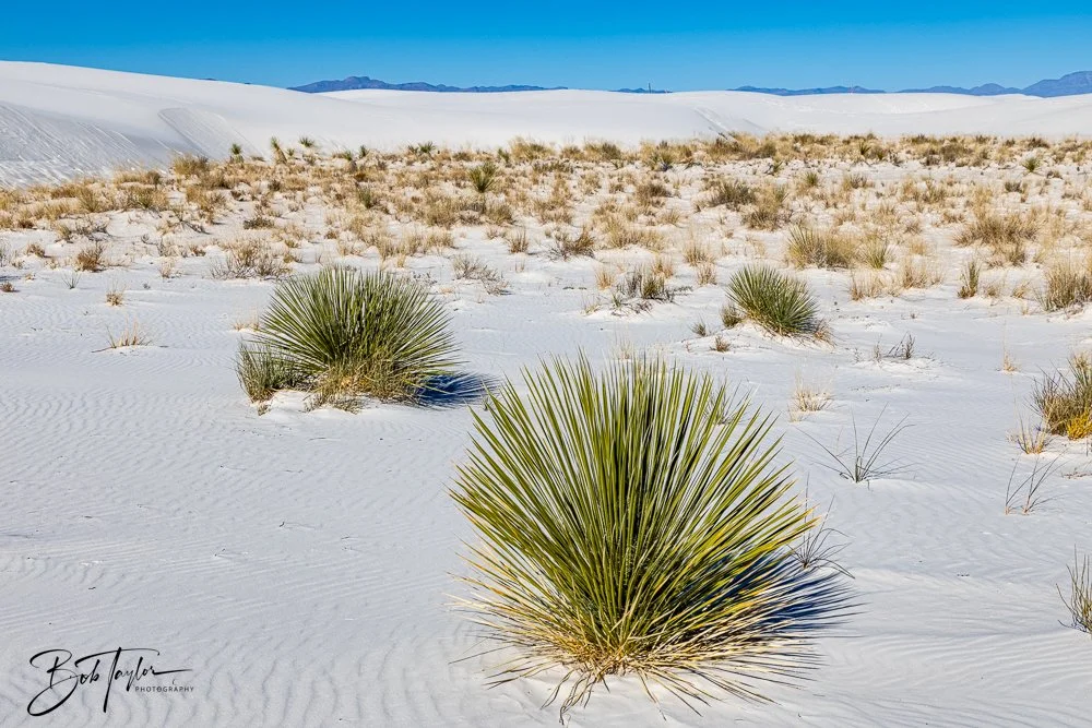 20241113-20241113-White Sands -12-2.jpg
