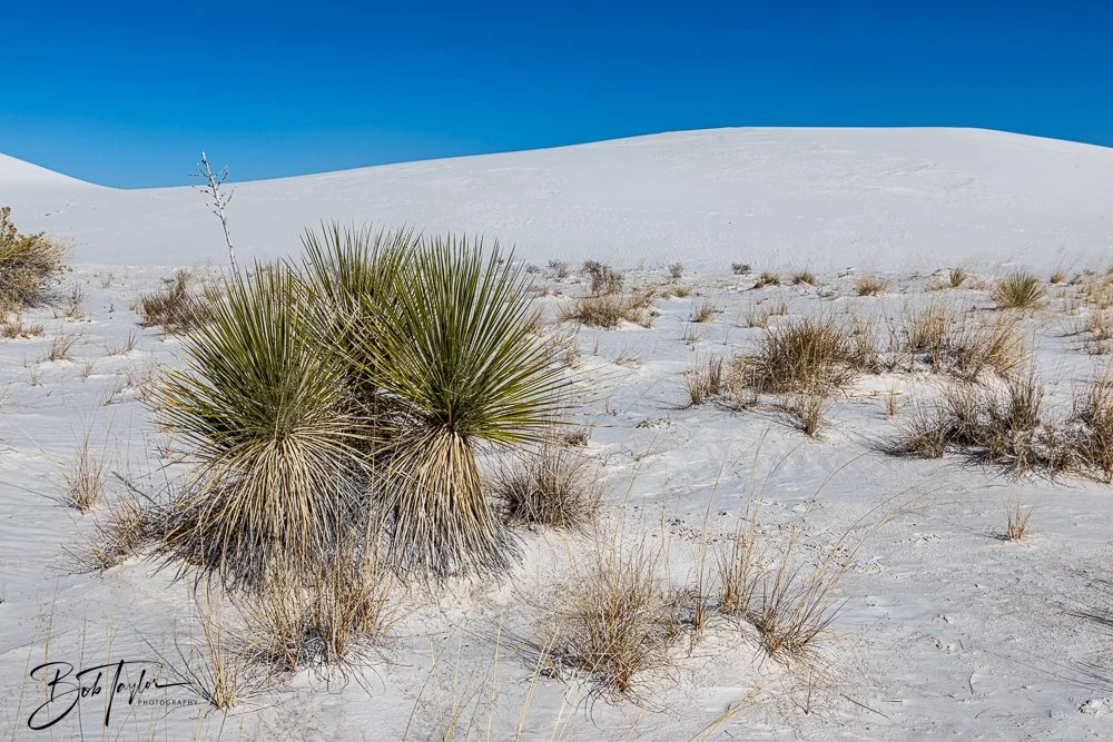 20241113-20241113-White Sands -20-2.jpg